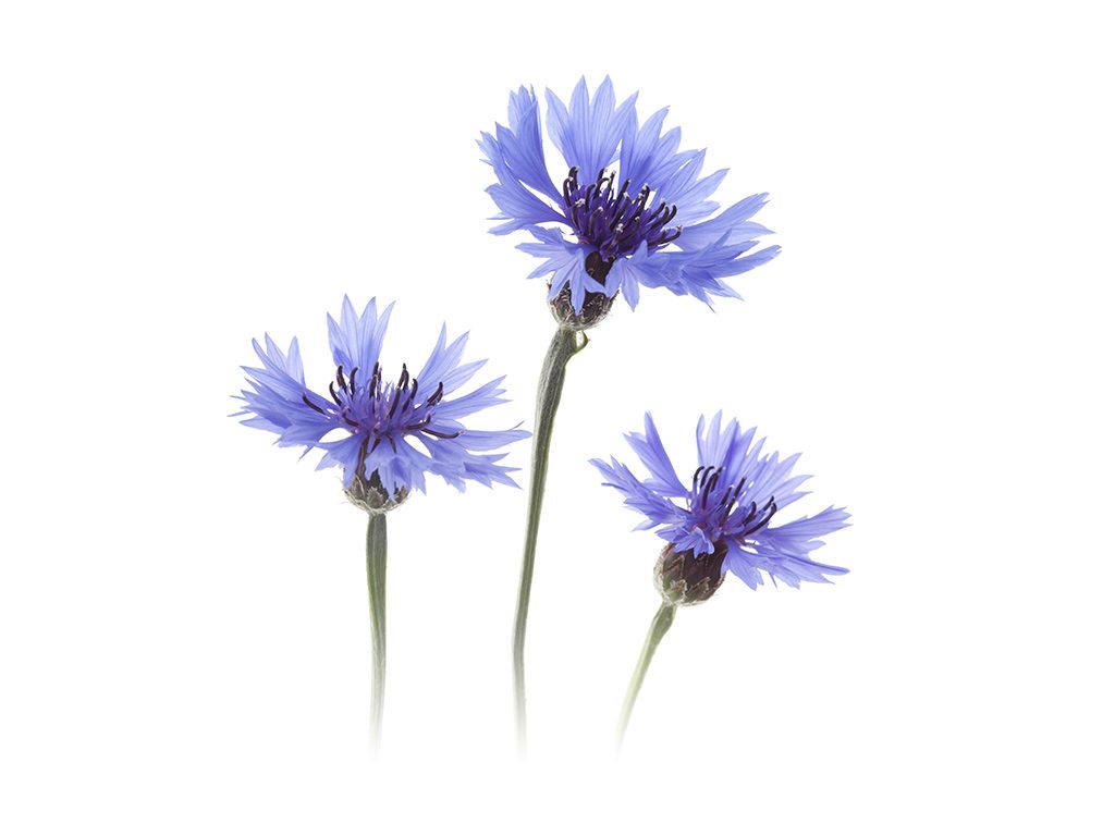 Trois bleuets