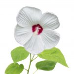 Fleur d’Hibiscus