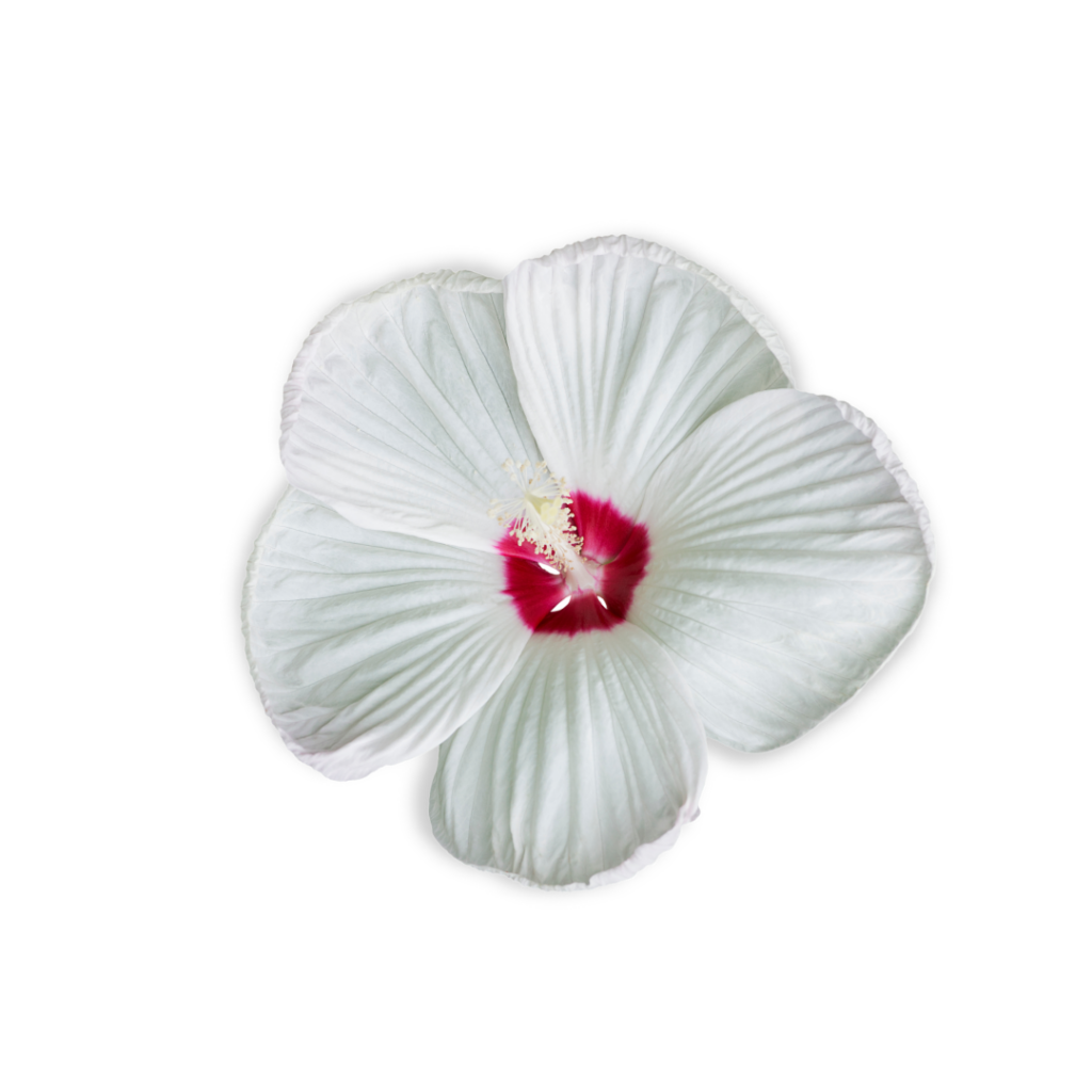 Fleur d'Hibiscus dans les produits Laino