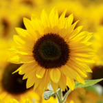 Tournesol