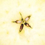 Pomme