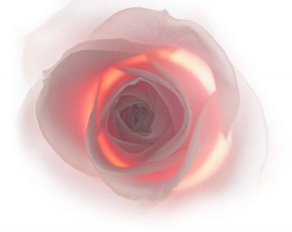 Bouton de rose