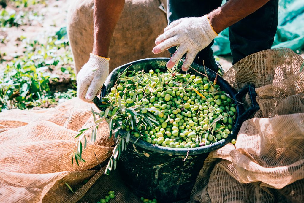 Ramassage des olives