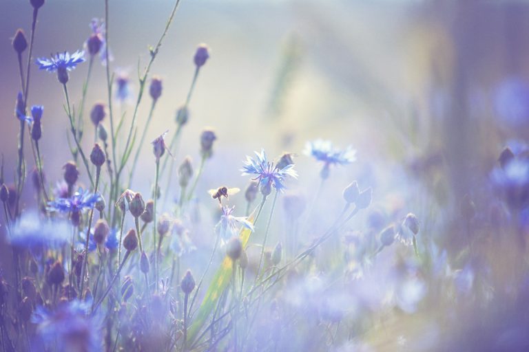 Abeille butinant un bleuet