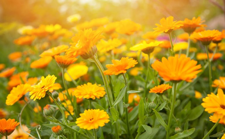 Champ de calendula