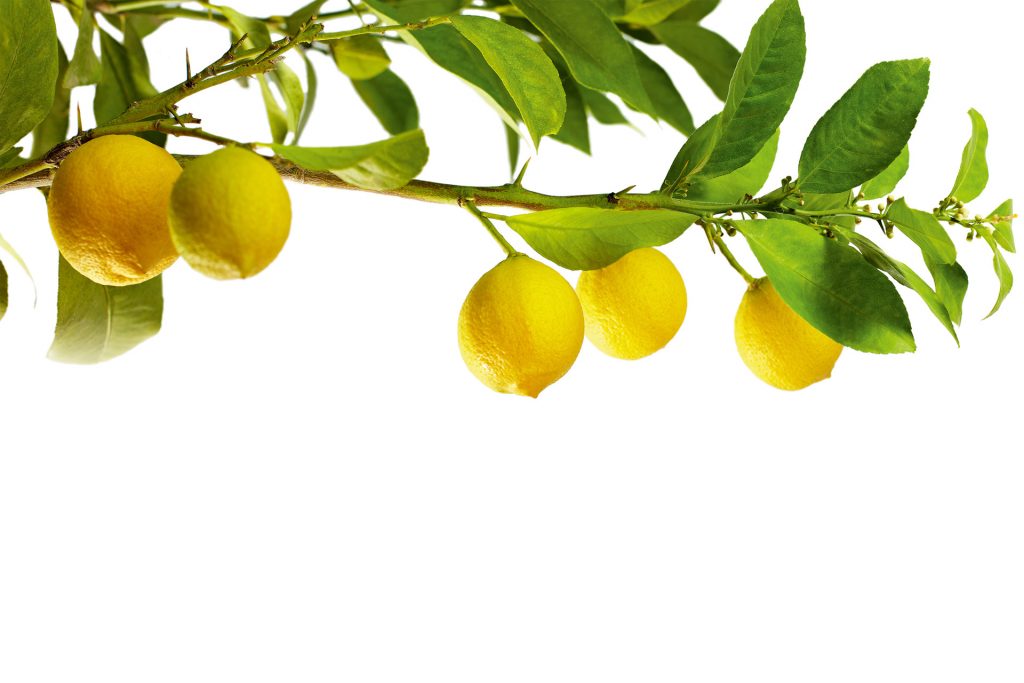 Branche de citrons