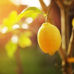 Citron