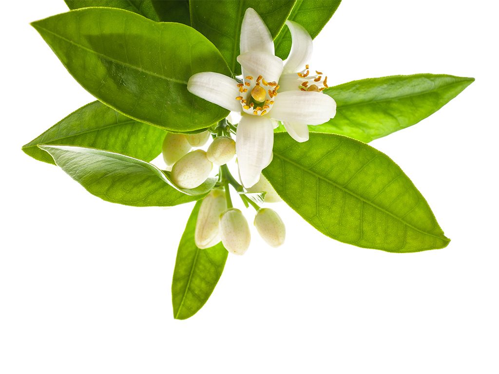 Détails d'une fleur d'oranger