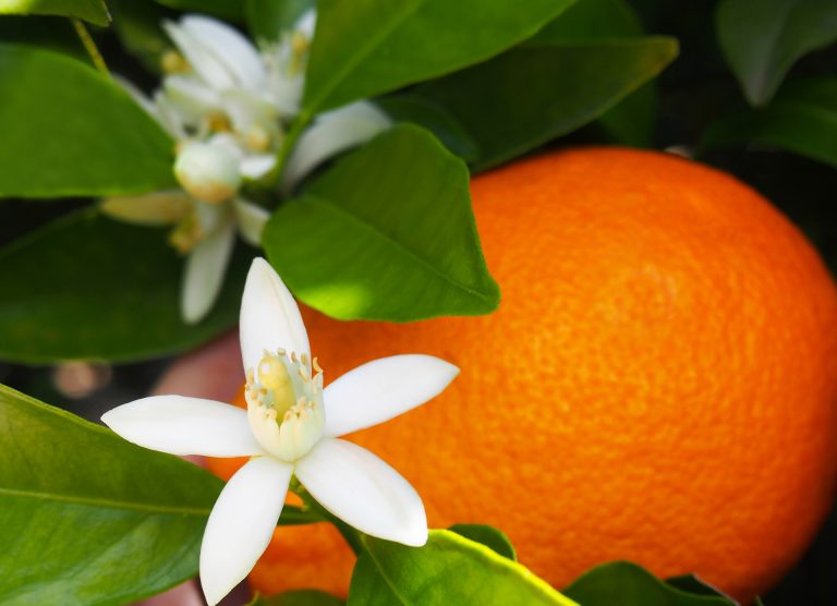 Fleur d'oranger dans les produits Laino