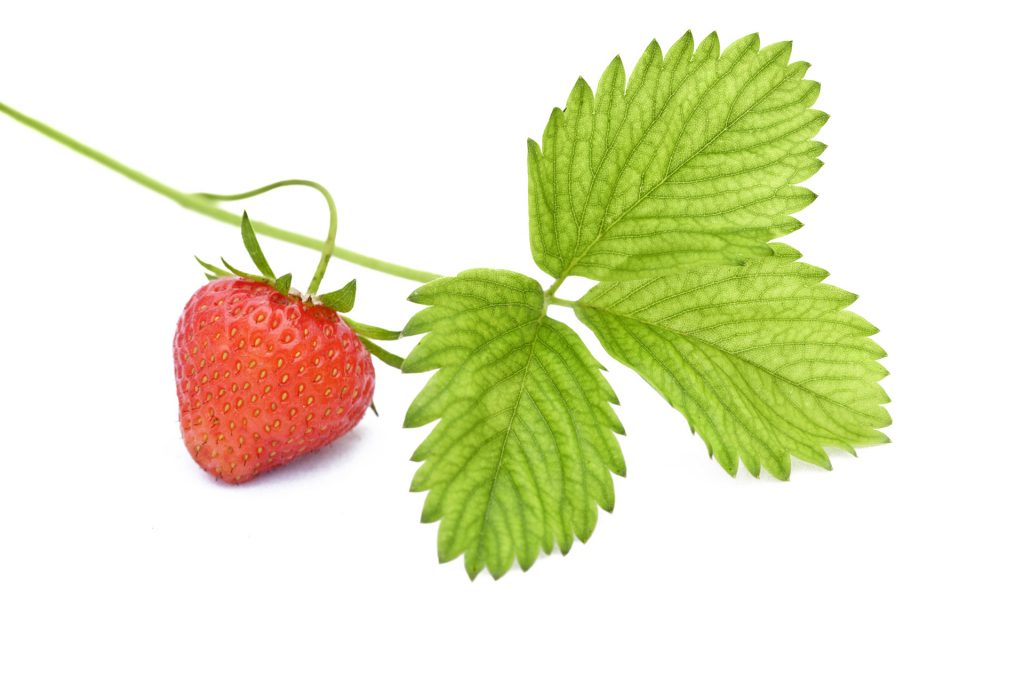 Fraise