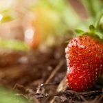 Fraise