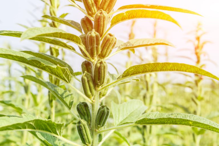 Sésame sur la plante