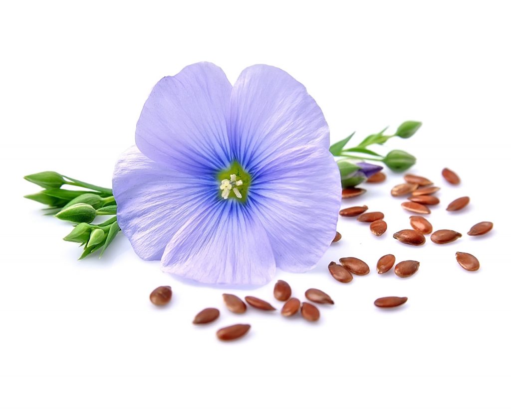 Fleur de lin et graines