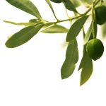 Olive verte