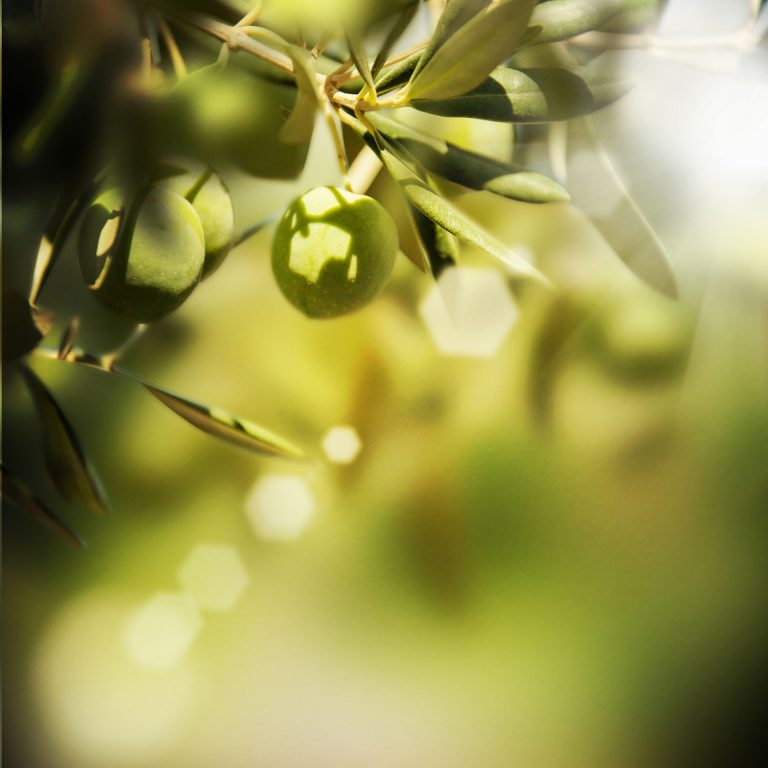 Olive sur une branche