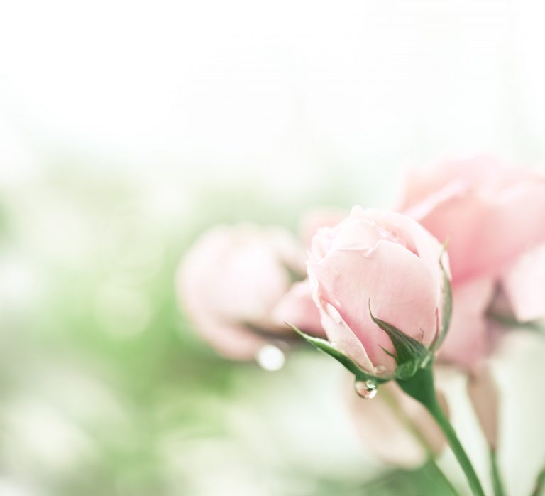 Bouton de rose mouillé