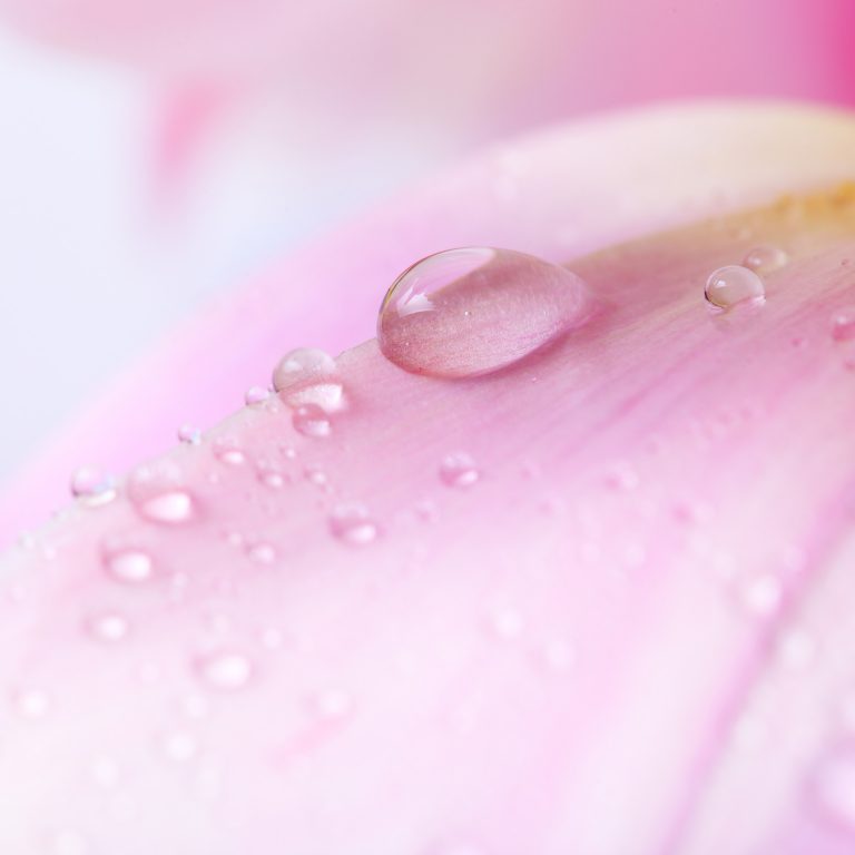Goutte d'eau sur une rose