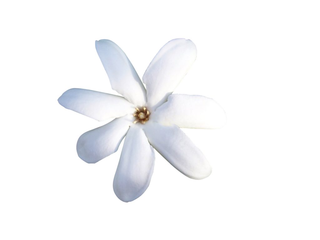 Détails d'une fleur de Tiaré
