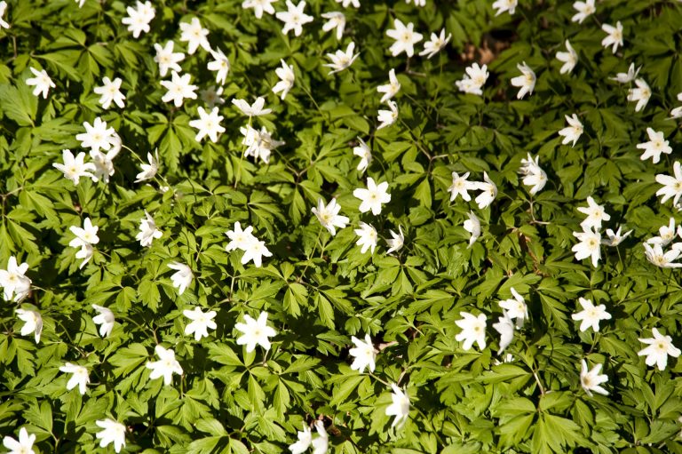 Fleurs de Tiaré