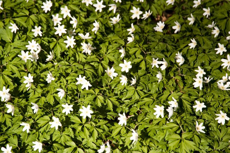 Fleur de Tiaré (monoï) dans les produits Laino