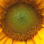Tournesol