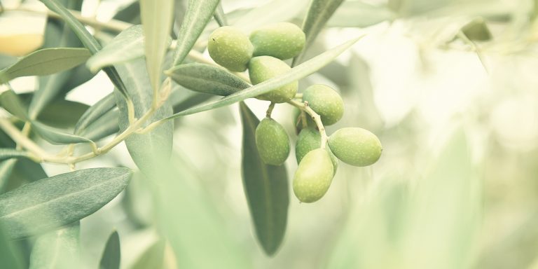 Olives vertes