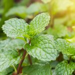 Huile essentielle de Menthe poivrée Bio