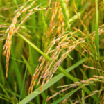 Riz de Camargue