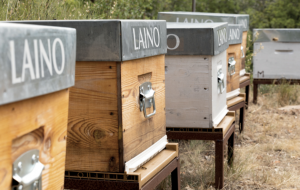 LAINO parraine 10 ruches